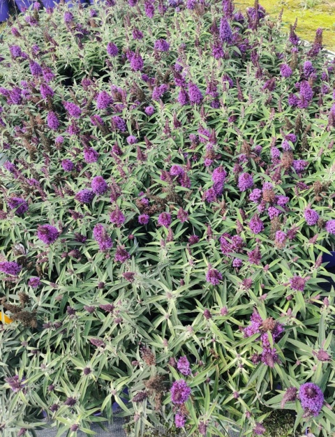 Sadzonki Budleja Butterfly Candy ‘Little Purple’