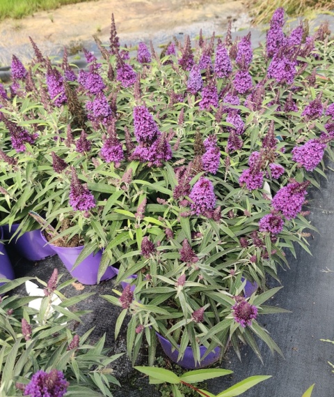 Sadzonki Budleja Butterfly Candy ‘Little Purple’