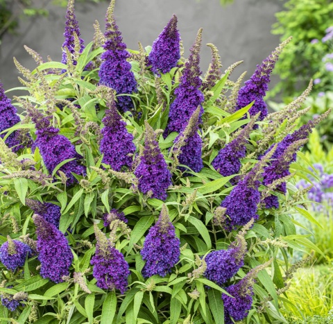 Budleja Butterfly Candy ‘Little Purple’