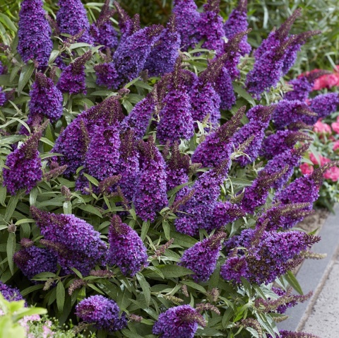 Budleja Butterfly Candy ‘Little Purple’