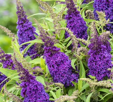 Budleja Butterfly Candy ‘Little Purple’