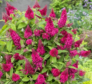Budleja Butterfly Candy ‘Little Ruby’