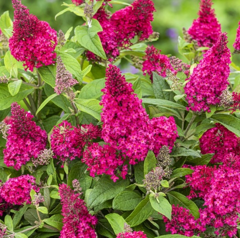 Budleja Butterfly Candy ‘Little Ruby’
