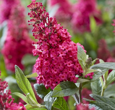 Budleja Butterfly Candy ‘Little Ruby’