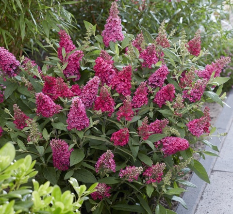 Budleja Butterfly Candy ‘Little Ruby’