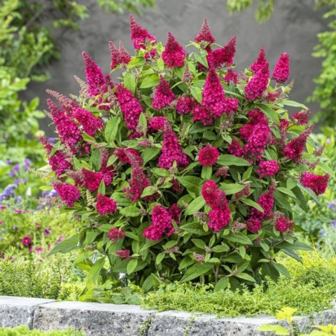 Budleja Butterfly Candy ‘Little Ruby’