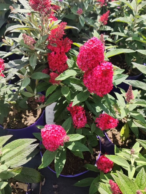 Sadzonki Budleja Butterfly Candy ‘Little Ruby’