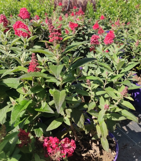 Sadzonki Budleja Butterfly Candy ‘Little Ruby’