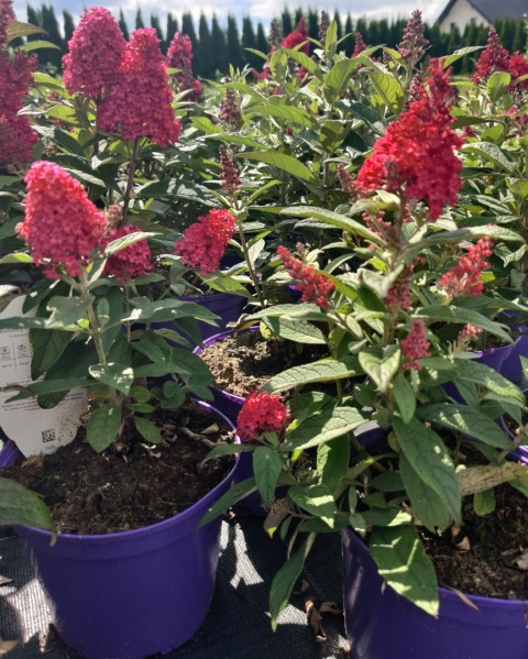 Sadzonki Budleja Butterfly Candy ‘Little Ruby’