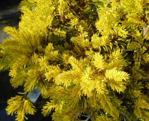 Cis ‘Summergold’