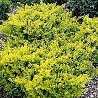 Cis ‘Summergold’