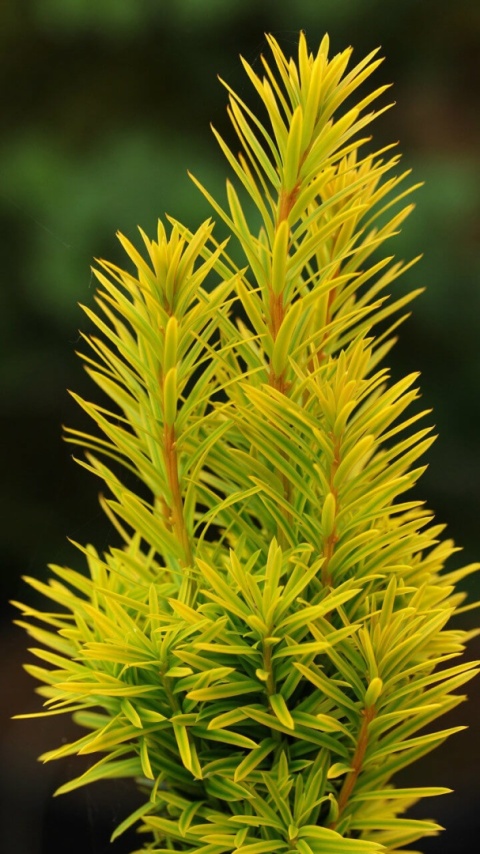 Cis ‘Summergold’