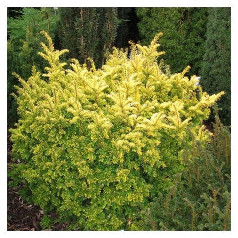 Cis ‘Summergold’