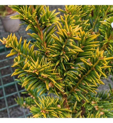 Cis ‘Summergold’