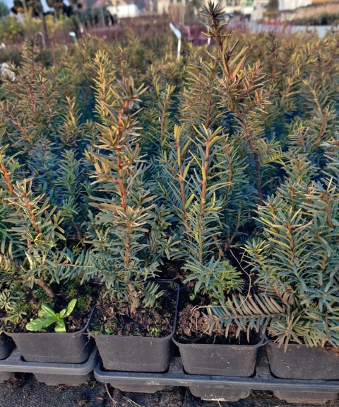 Sadzonki Cis ‘Summergold’