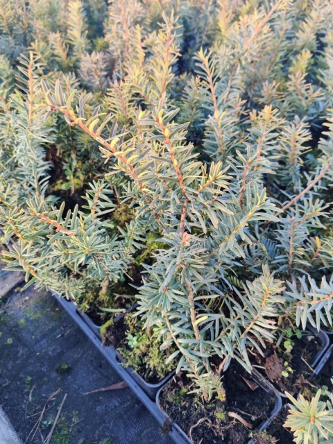 Sadzonki Cis ‘Summergold’