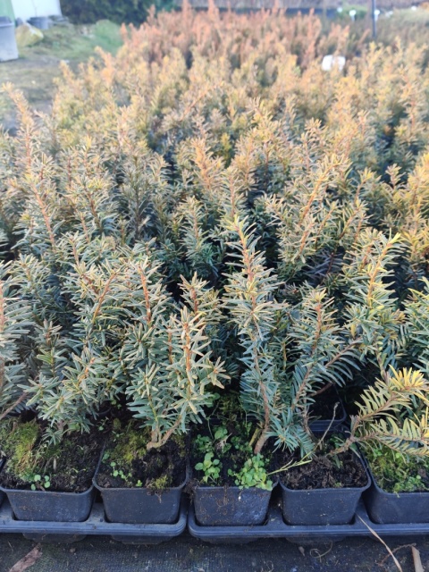 Sadzonki Cis ‘Summergold’