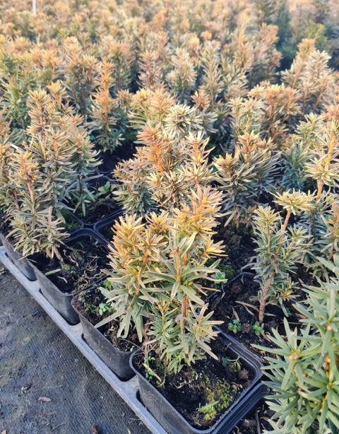 Sadzonki Cis pospolity 'David'