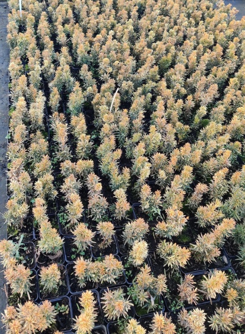 Sadzonki Cis pospolity 'David'