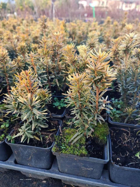 Sadzonki Cis pospolity 'David'