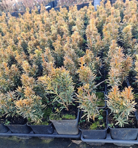 Sadzonki Cis pospolity 'David'