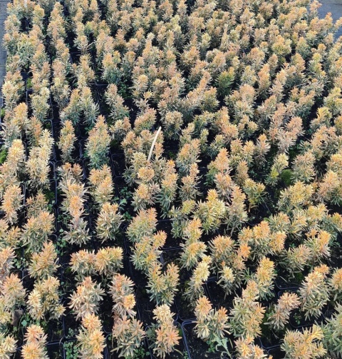 Sadzonki Cis pospolity 'David'