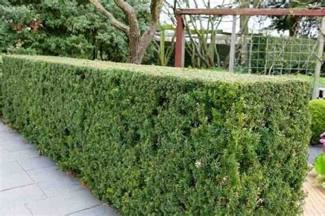 Cis pośredni ‘Hicksii’