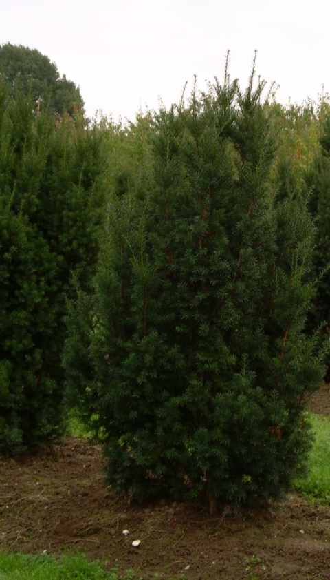 Cis pośredni ‘Hicksii’