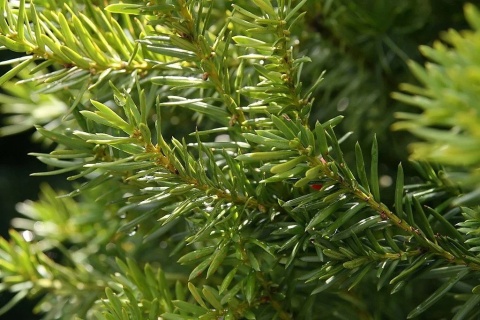 Cis pośredni ‘Hicksii’