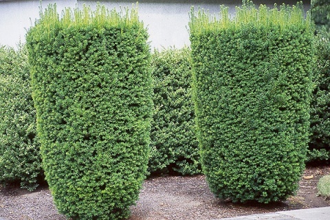 Cis pośredni ‘Hicksii’