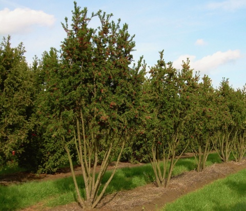 Cis pośredni ‘Hicksii’