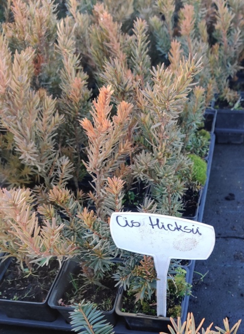 Sadzonki Cis pośredni ‘Hicksii’