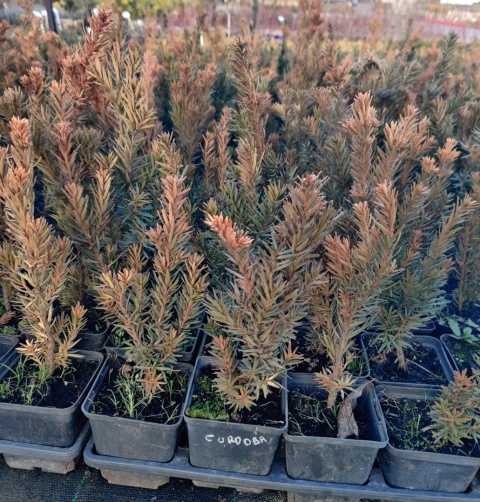 Sadzonki Cis pośredni ‘Hicksii’