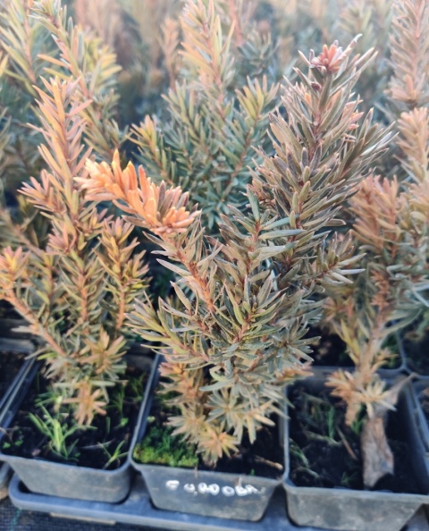 Sadzonki Cis pośredni ‘Hicksii’