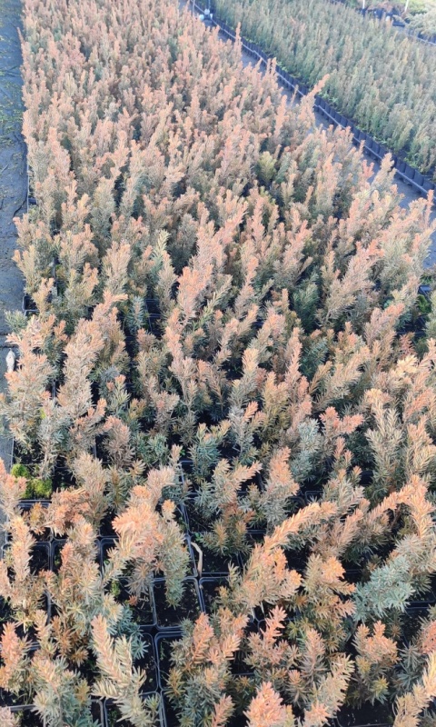 Sadzonki Cis pośredni ‘Hicksii’