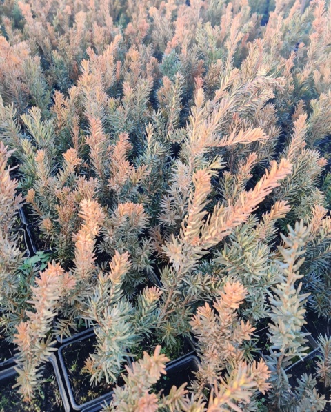 Sadzonki Cis pośredni ‘Hicksii’