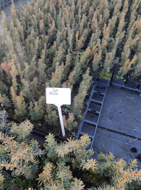 Sadzonki Cis pośredni ‘Hillii’