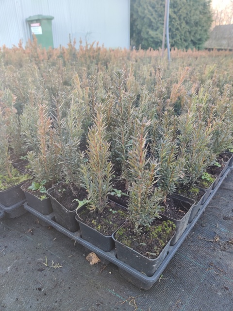 Sadzonki Cis pośredni ‘Hillii’