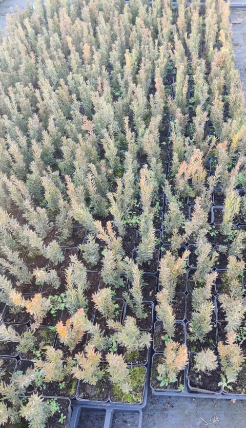 Sadzonki Cis pośredni ‘Hillii’