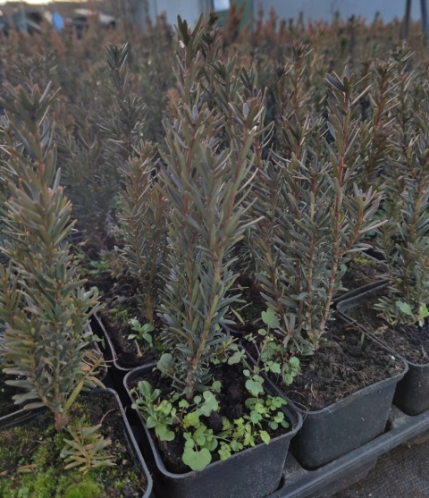 Sadzonki Cis pośredni ‘Hillii’