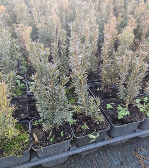 Sadzonki Cis pośredni ‘Hillii’