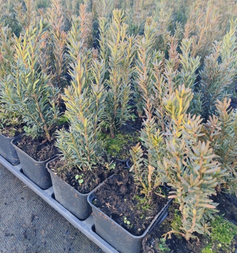 Sadzonki Cis pośredni ‘Hillii’