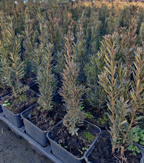 Sadzonki Cis pośredni ‘Hillii’