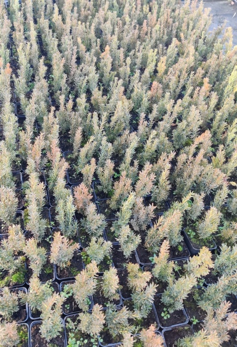 Sadzonki Cis pośredni ‘Hillii’