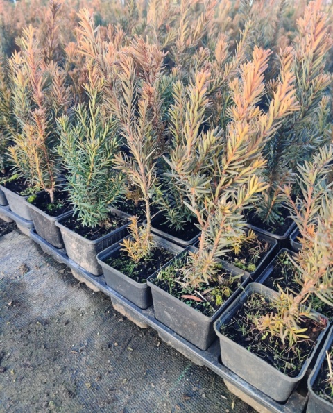 Sadzonki Cis pośredni ‘Hillii’