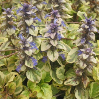 Dąbrówka rozłogowa ‘Golden Glow’, ‘Burgundy Glow’, 'Atropurpurea’