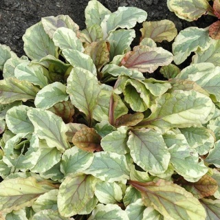 Dąbrówka rozłogowa ‘Golden Glow’, ‘Burgundy Glow’, 'Atropurpurea’
