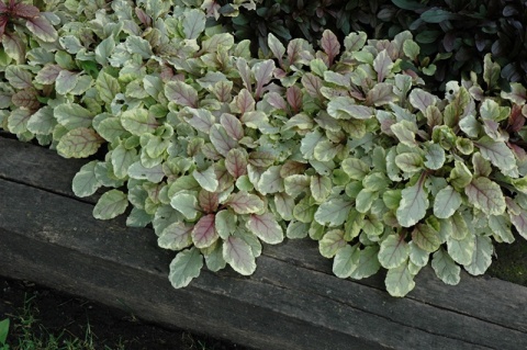 Dąbrówka rozłogowa ‘Golden Glow’