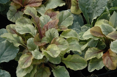 Dąbrówka rozłogowa ‘Golden Glow’