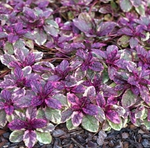 Dąbrówka rozłogowa ‘Burgundy Glow’